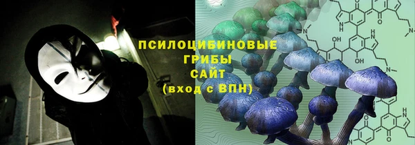 прущие грибы Новозыбков