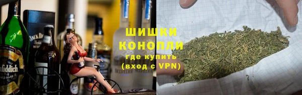 прущие грибы Новозыбков