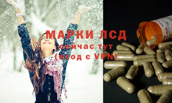 прущие грибы Новозыбков